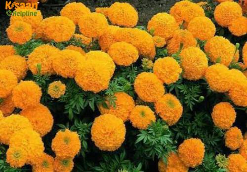 Marigold  (गेंदा)